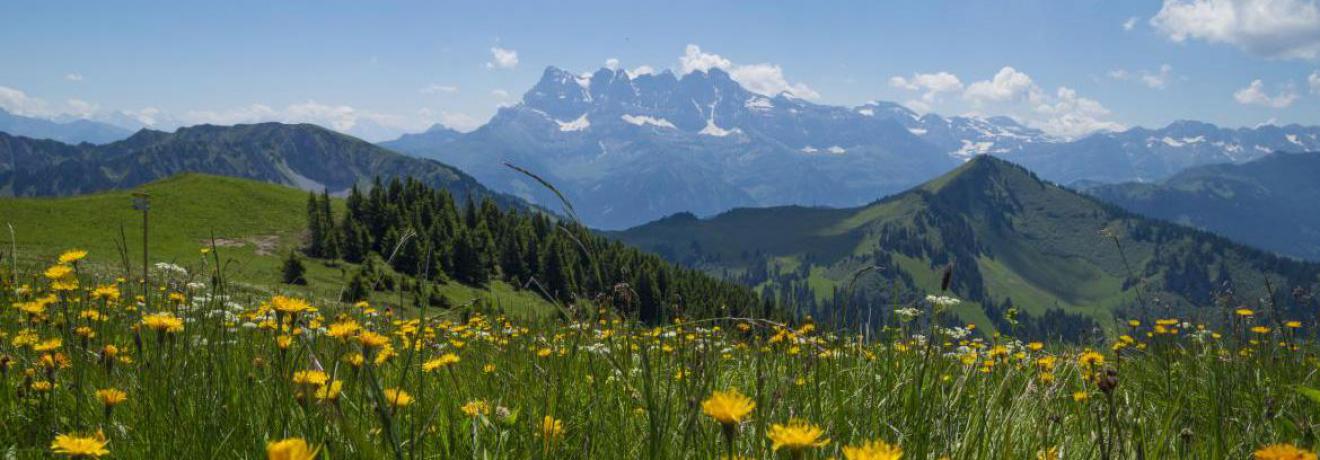 Mountain meadow in the Rhones Alpes