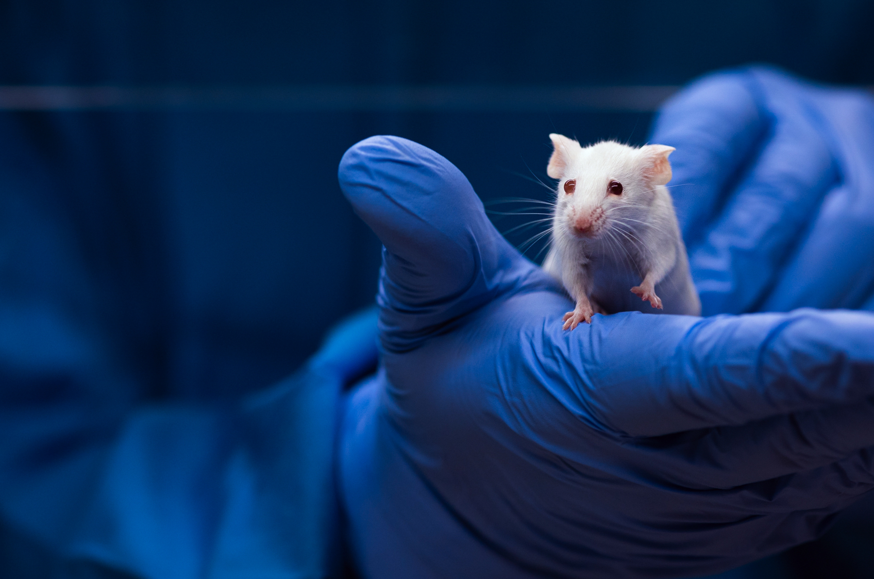 White Mouse