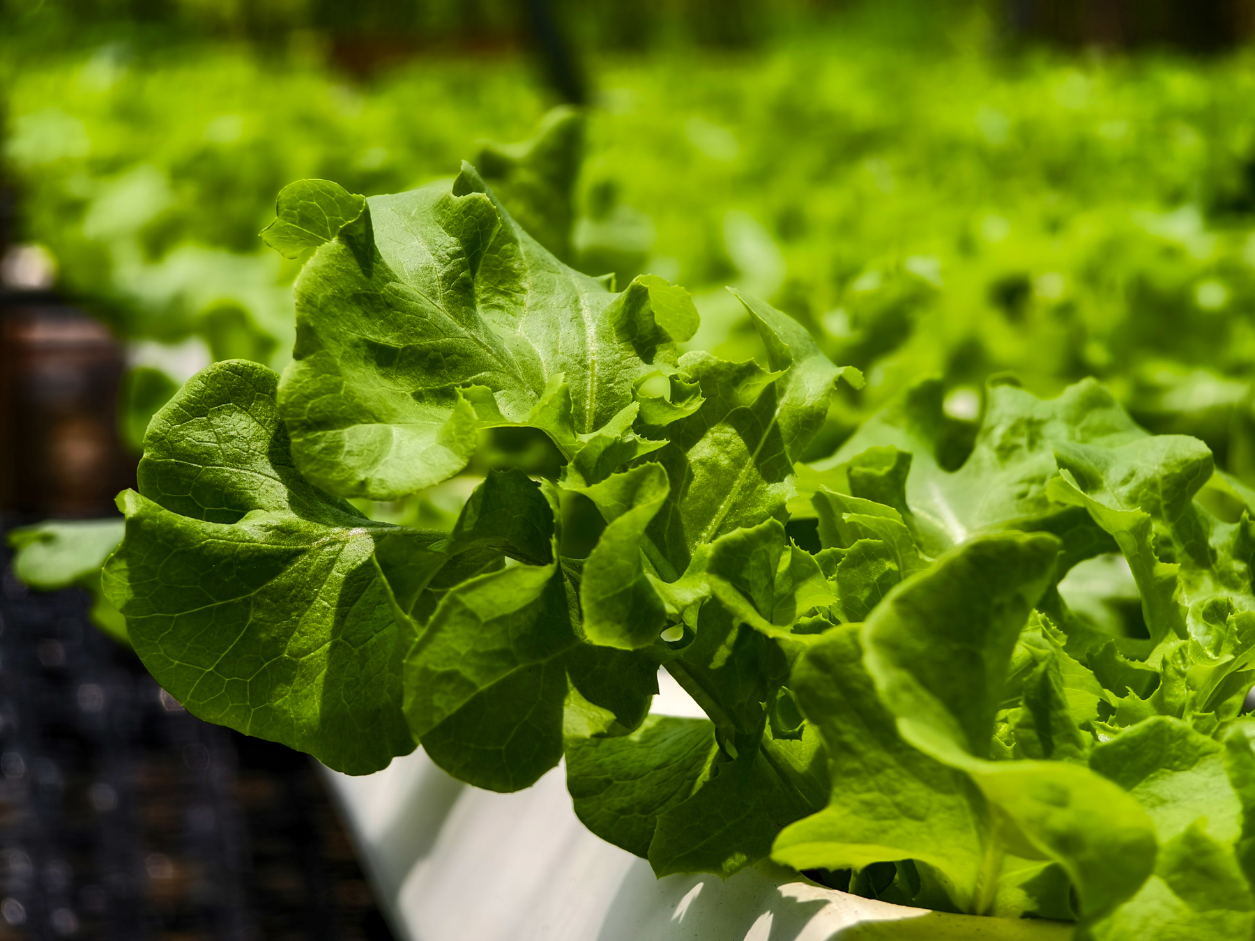 Biopesticide Efficacy Testing