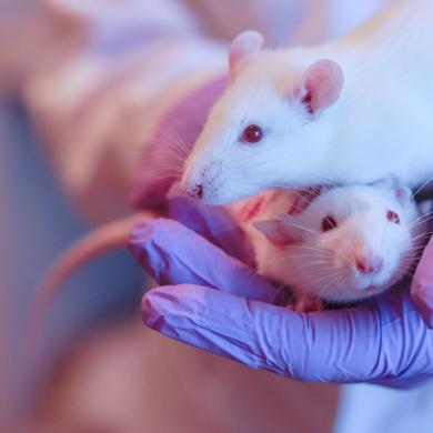 Rats and lactational transfer