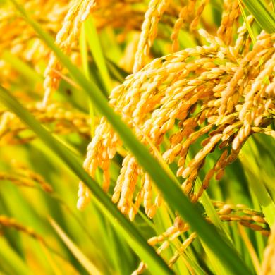 Healthy GMO Rice Plant