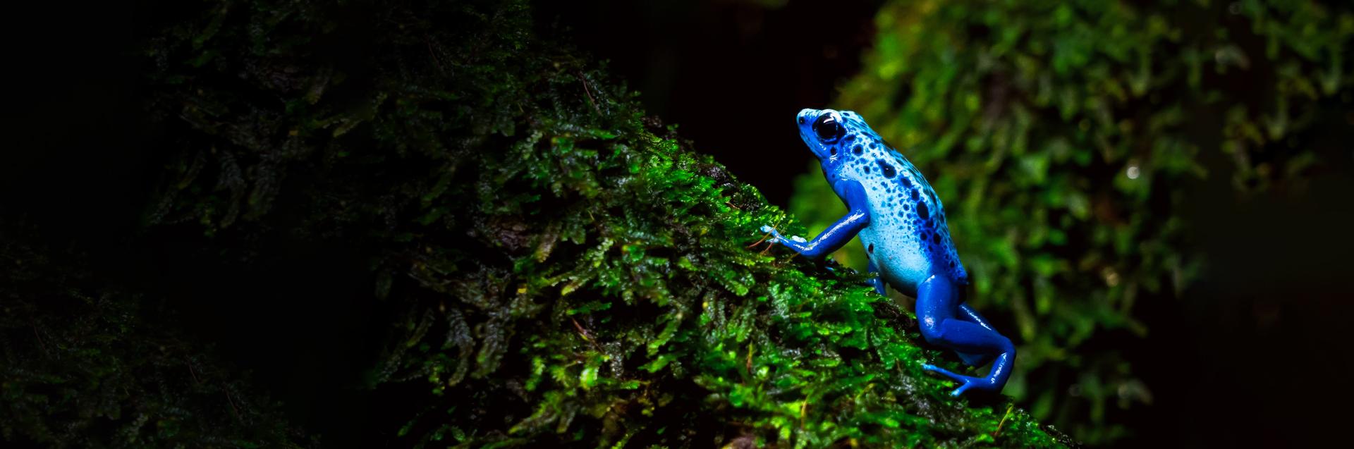 Blue frog in a tree branch