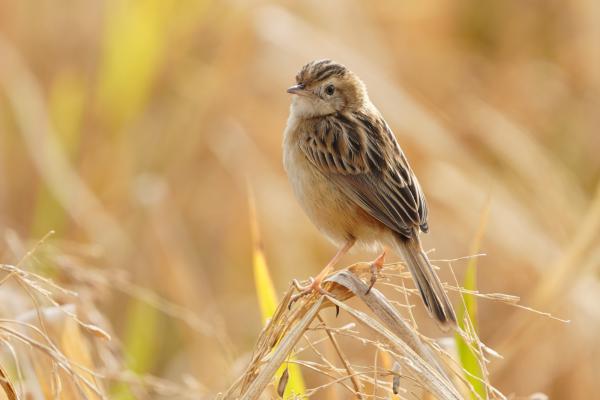 bird in field