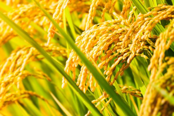 Healthy GMO Rice Plant