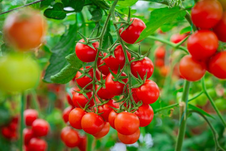 Organic Tomatoes