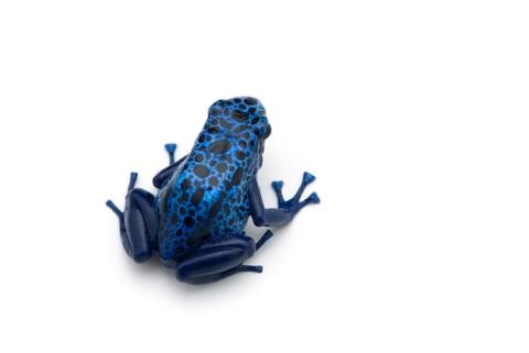 Blue Frog Scientific