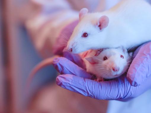 Rats and lactational transfer
