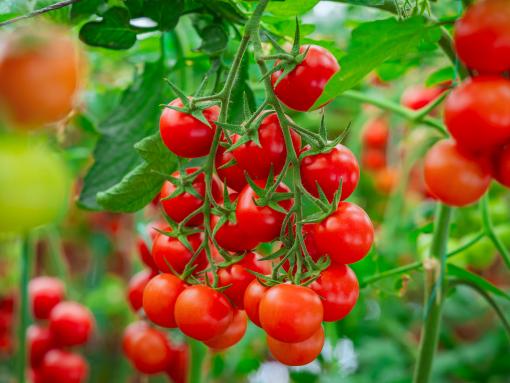 Organic Tomatoes