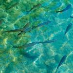 Rainbow trout