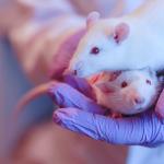 Rats and lactational transfer