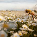 Solitary bee
