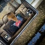 Rat and rodenticide.
