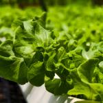Biopesticide Efficacy Testing