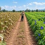 Butterfly Pea Field